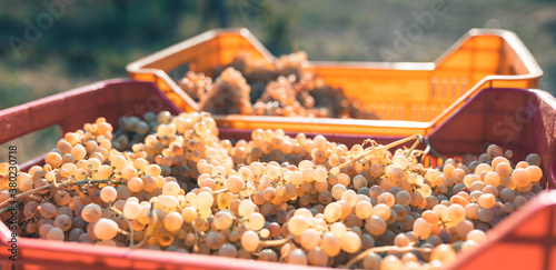 Uva bianca nella cassetta per vendemmia