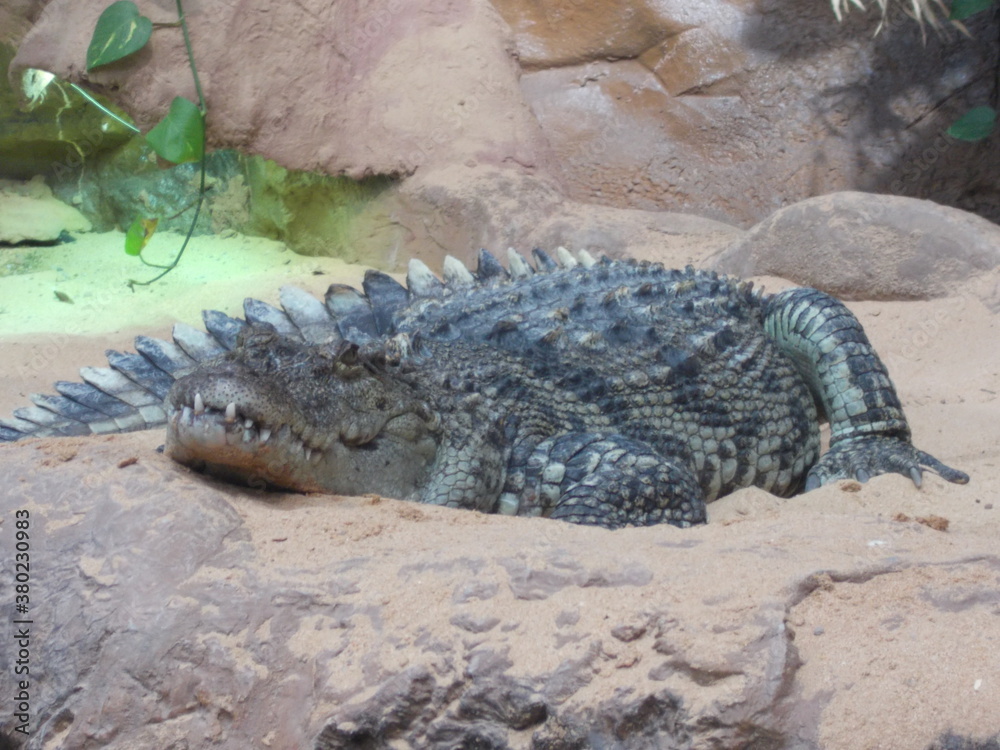 Fototapeta premium looks like a sleeping crocodile?