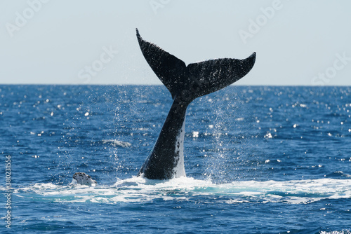 Whales closeup at Brisbane Australia