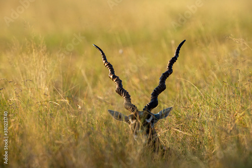 long horns of blackbuck or Antilope cervicapra in open grassland of tal chhapar sanctuary rajasthan india photo