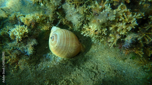Photographie Marine gastropod mollusc giant tun (Tonna galea) undersea, Aegean Sea, Greece, H