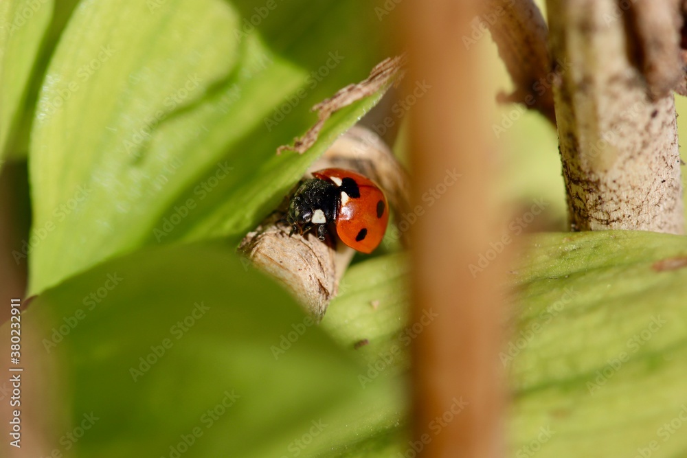 Obraz premium Coccinelle 