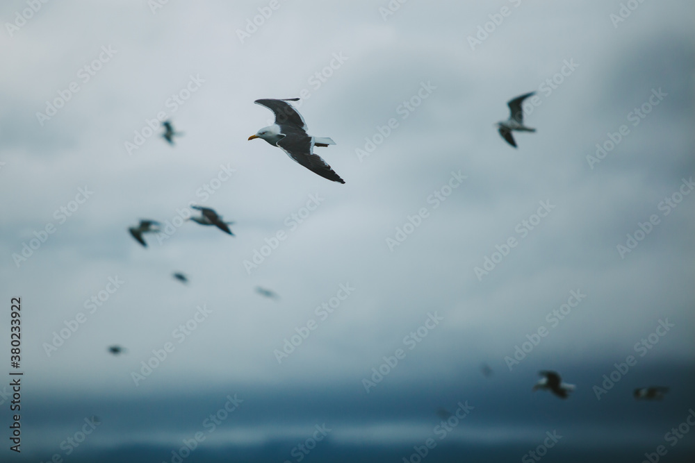 Seagulls Flying over the Arctic Ocean Seagulls Flying over the Arctic Ocean