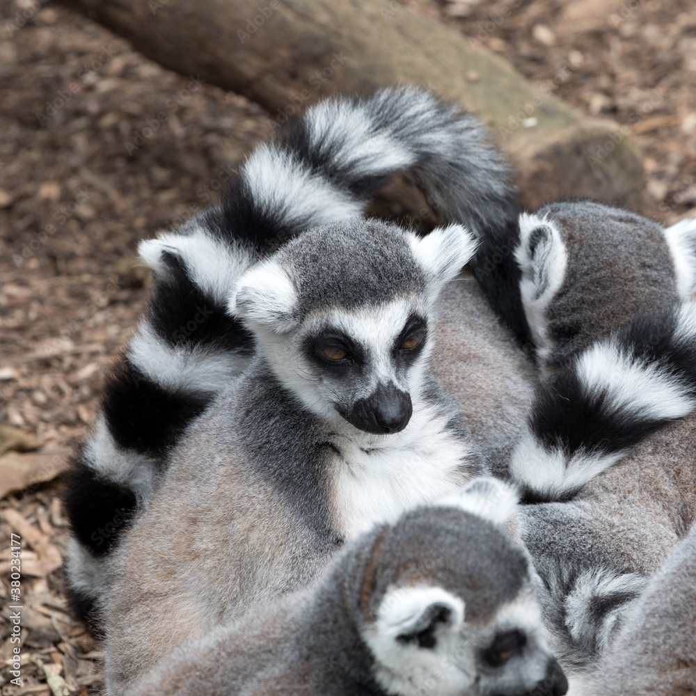 Sleeping Ring-tailed Lemurs. Square Composition.