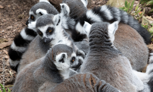 Huddling Ring-tailed Lemurs.  © Grantat