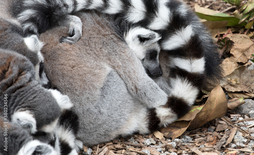 Sleeping Ring-tailed Lemurs.	