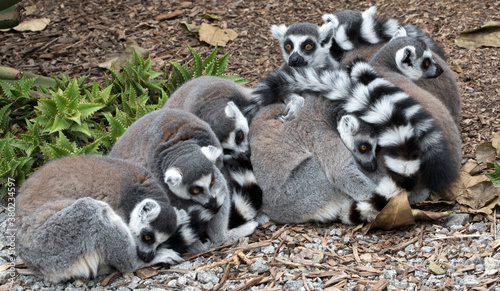 Huddling Ring-tailed Lemurs.  © Grantat