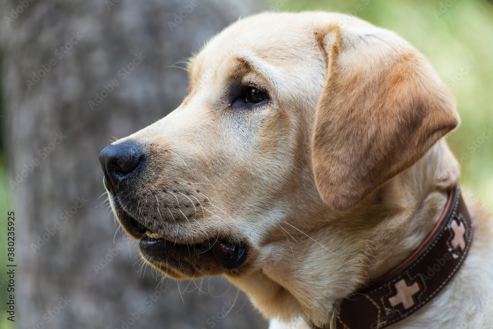Profile of a beautiful labrador retriever Profile of a beautiful labrador retriever
