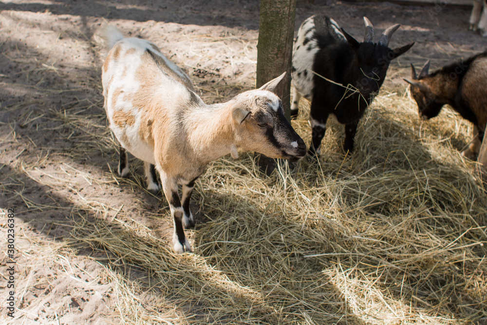 goats behind the fence at the zoo goats behind the fence at the zoo