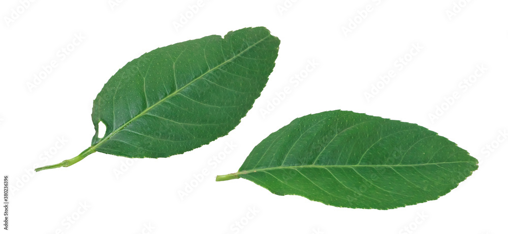 Obraz premium Clipping path. Orange leaves isolated on white background