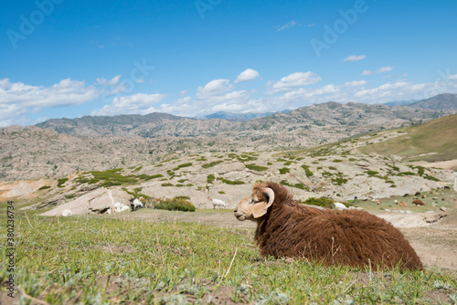 Sheep resting on green hill of Shinjang China photo