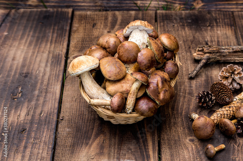 Forest picking mushrooms in wickered basket top view copy space. Fresh raw mushrooms and pumpki on the wooden table.Atumn  Halloween concept. photo