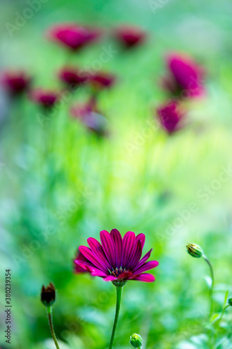 Magenta color of Cape Marguerite flowers in the garden on green background.