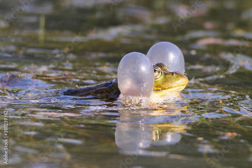 Common european green frog, rana temporaria croak