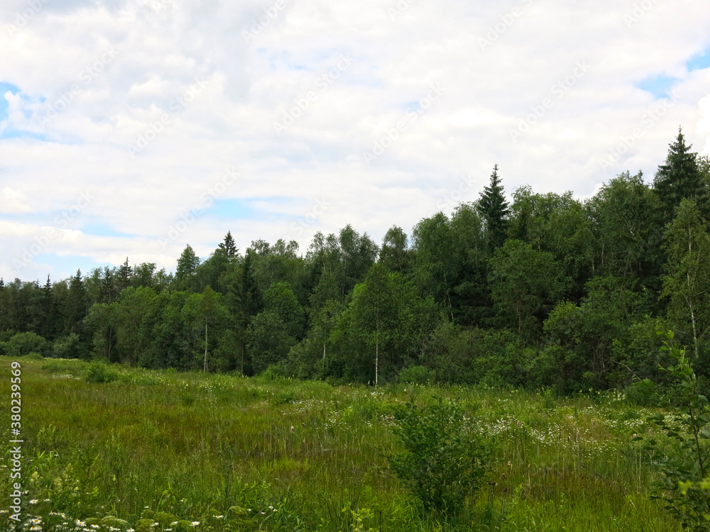 beautiful green forest in summer with blue sky in clouds, peaceful landscape