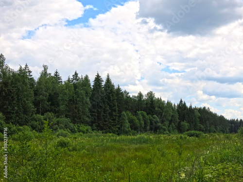 beautiful green forest in summer with blue sky in clouds, peaceful landscape
