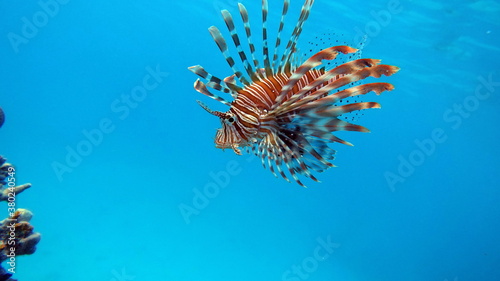 Lionfish. Fish - a type of bone fish Osteichthyes. Scorpaenidae. Lionfish warrior.    © Vitalii6447