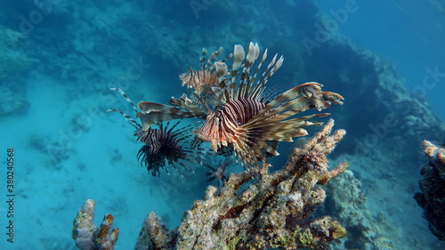 Lionfish. Fish - a type of bone fish Osteichthyes. Scorpaenidae. Lionfish warrior.