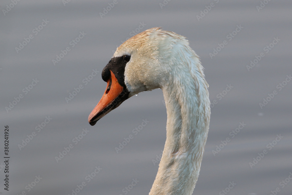 Swan Head Swan Head