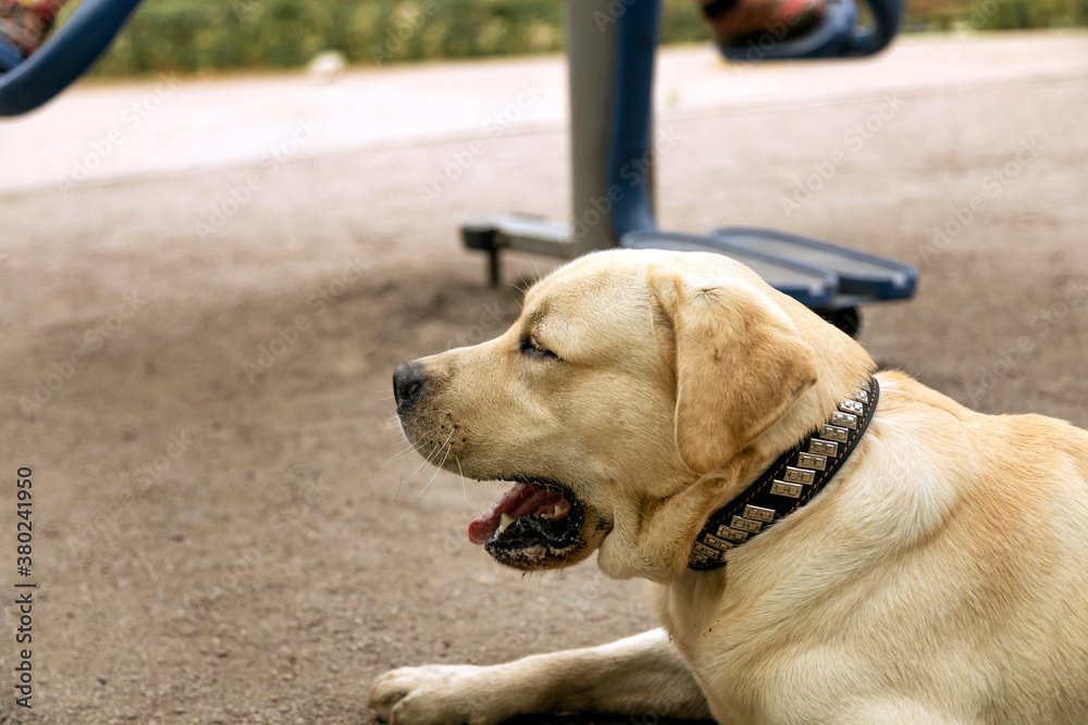 Portrait of a dog breed Labrador close-up. The dog lies on the playground in the city park. Selective focusing. Portrait of a dog breed Labrador close-up. The dog lies on the playground in the city park. Selective focusing.
