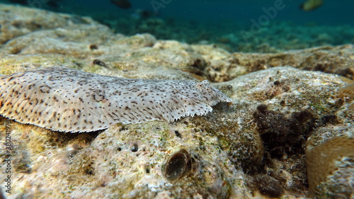 Moses sole. Marble salt, this small salt grows up to 26 cm. Inhabitant on the sandy bottom. It feeds on small benthic invertebrates, crustaceans, and mollusks.