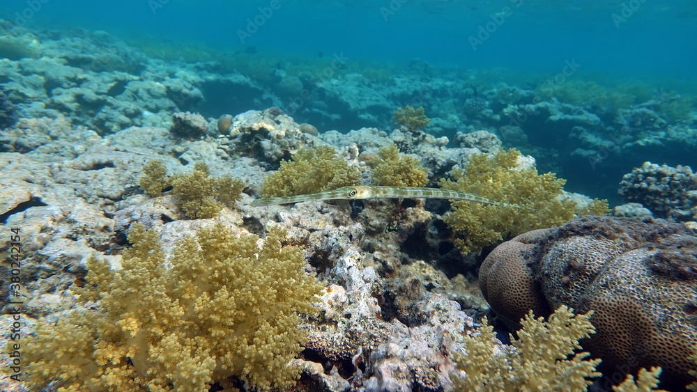 Naklejka premium Beautiful fish on the Red Sea reef. 