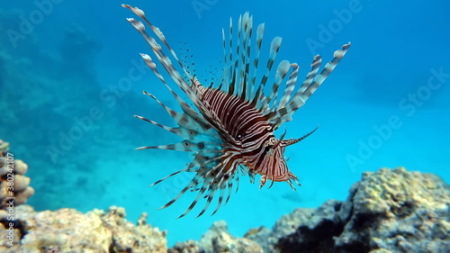 Lion Fish in the Red Sea. © Vitalii6447