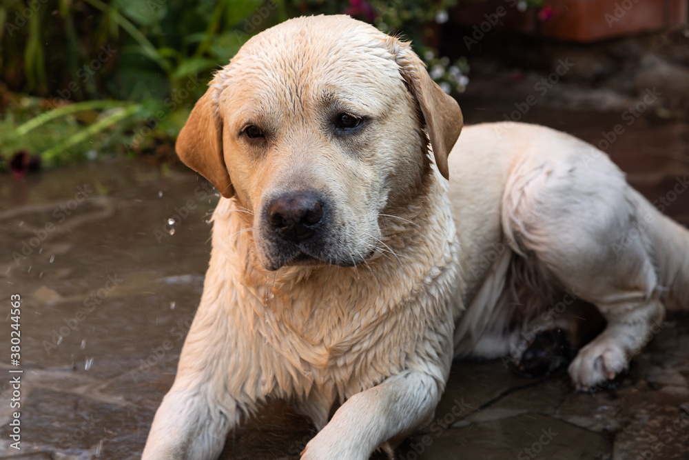 Labrador wash with a garden hose on a hot plate in the yard. Cute pet grooming pictures. Warm summer weather Selective focusing. Labrador wash with a garden hose on a hot plate in the yard. Cute pet grooming pictures. Warm summer weather Selective focusing.