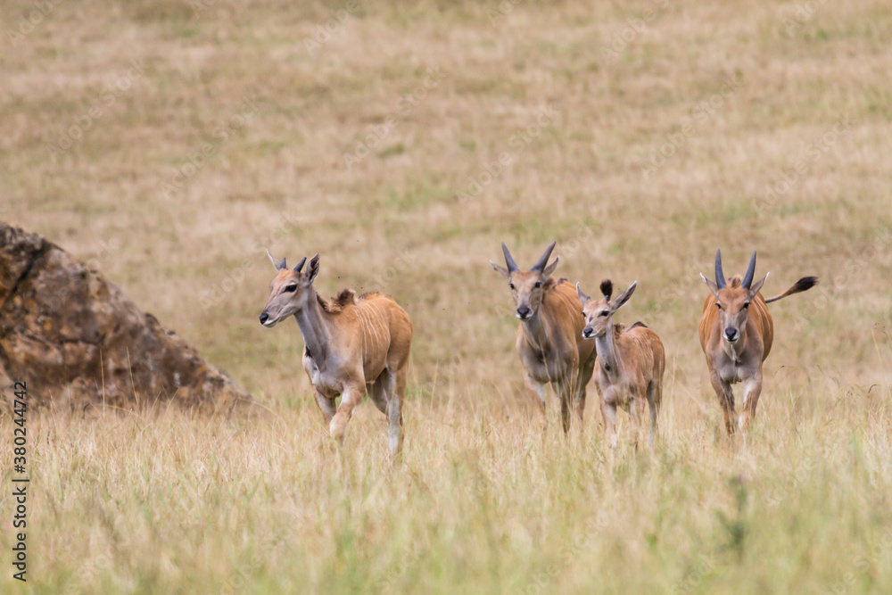 Young common eland group walking in a meadow Young common eland group walking in a meadow