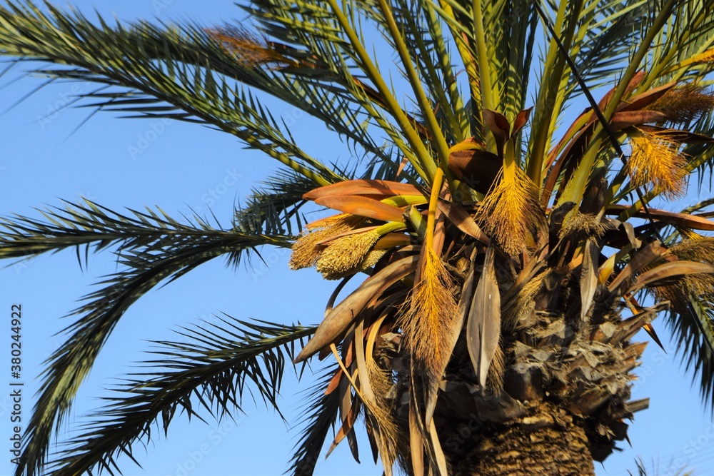 Obraz premium Beautiful Palm tree closeup, nature background.
