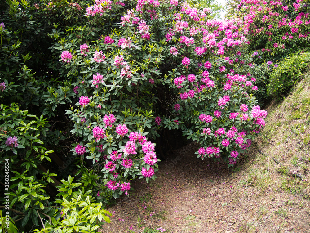 Fototapeta premium Natural flower carpet from Rhododendrons. Paths in their forest.Natural Reserve of the Burcina Park, Italy.