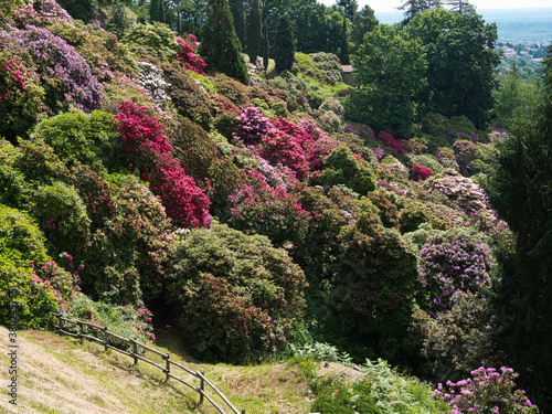 Natural flower carpet from Rhododendrons.
Paths in their forest.Natural Reserve of the Burcina Park, Italy. photo