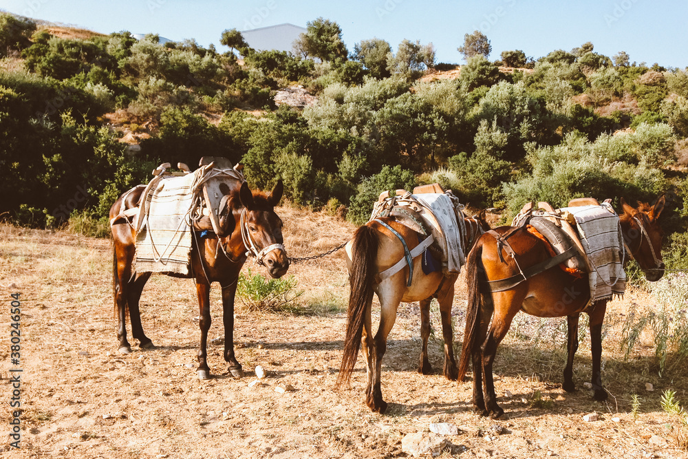Three horses ready for riding Three horses ready for riding