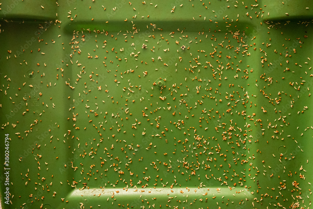 Maggots In Trash Can