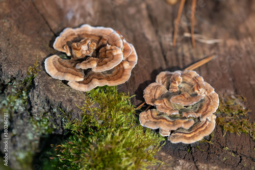 trametes versicolor, also known as coriolus versicolor and polyporus versicolor mushroom looks like roses on pine stump