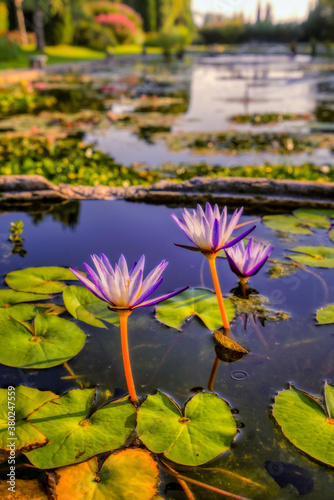 Lily tropical flowers in a large jar in front of pools with aquatic plants .