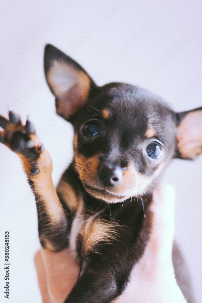 Prague Ratter puppie Prague Ratter puppie
