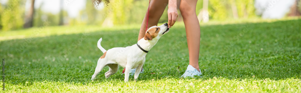 Panoramic shot of jack russell terrier dog smelling hand of young woman