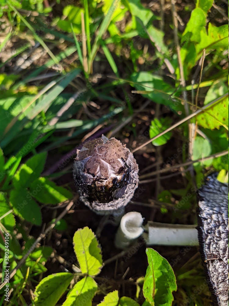 wilde mushroom with gray and black colors on a background of grass in the autumn season wilde mushroom with gray and black colors on a background of grass in the autumn season