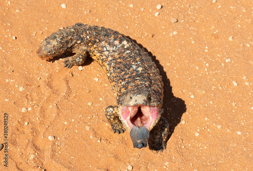 shingle back lizard in outback, Australia. photo