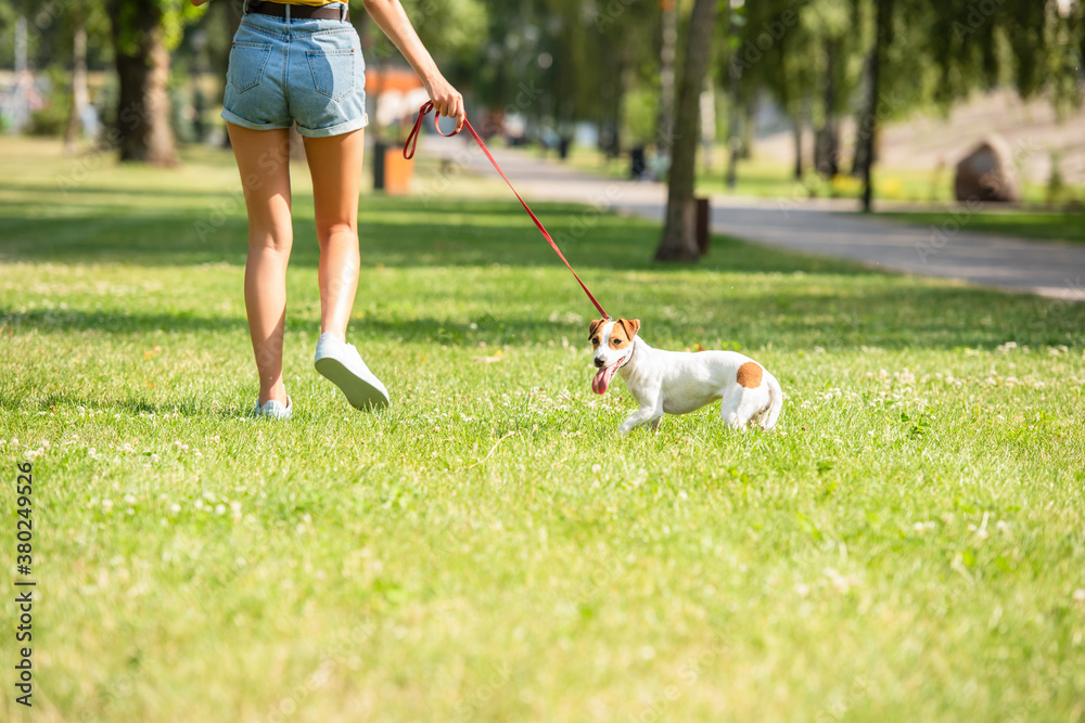 Cropped view of young woman walking with jack russell terrier dog Cropped view of young woman walking with jack russell terrier dog