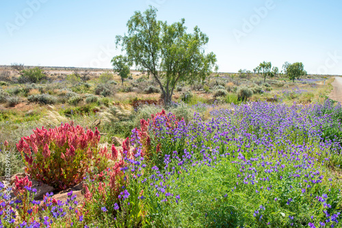 wild flowers in the outback desert country of New South Wales  Australia.