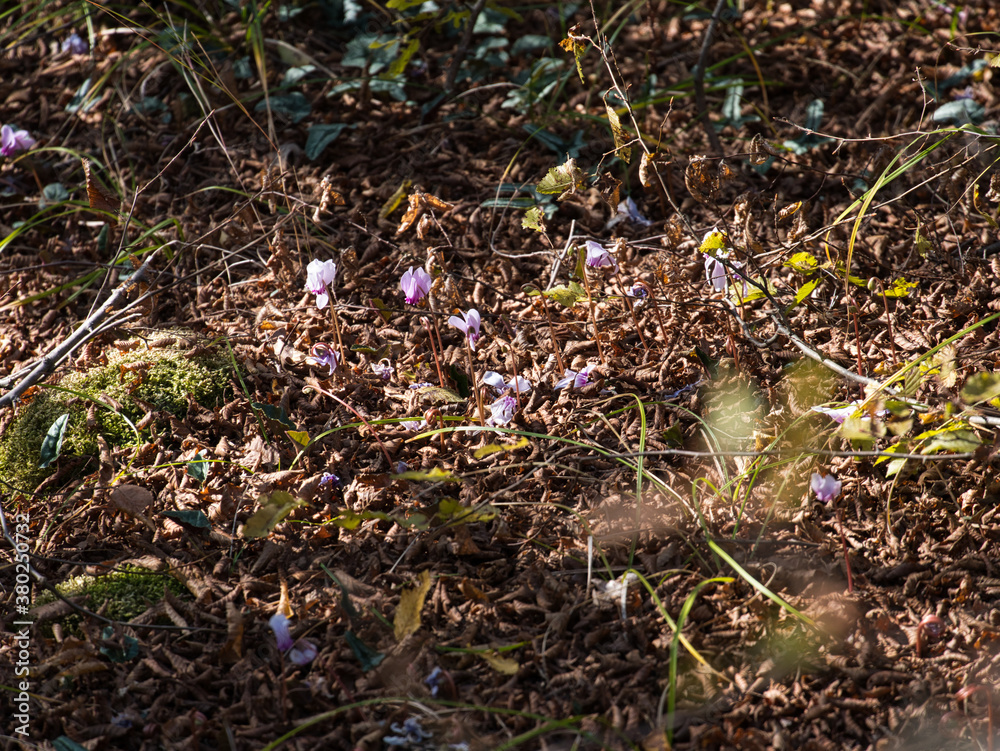 Autumn under the bushes. Rhodope Mountains , Bulgaria. Autumn under the bushes. Rhodope Mountains , Bulgaria.