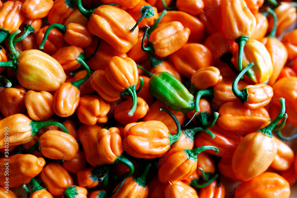 Hot pepper habaneros, caribbean food, hot spicy, Capsicum chinense, orange peppers Hot pepper habaneros, caribbean food, hot spicy, Capsicum chinense, orange peppers