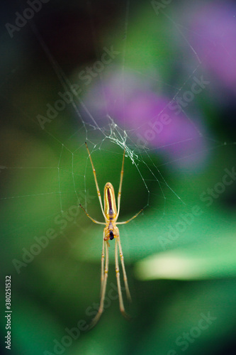 Macro catch of spider with golden and yellow belly on its web photo