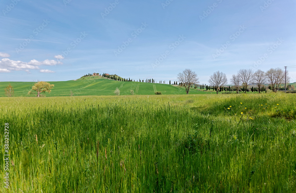 Obraz premium Spring scenery of idyllic Tuscan countryside on a beautiful sunny day, with a green grassy field in foreground & a cypress road leading to a farmhouse on the hilltop in background under blue clear sky