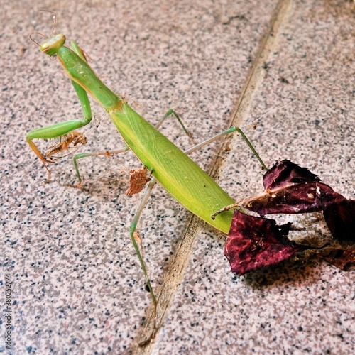 Close up shot of a praying mantis on the floor of a house photo