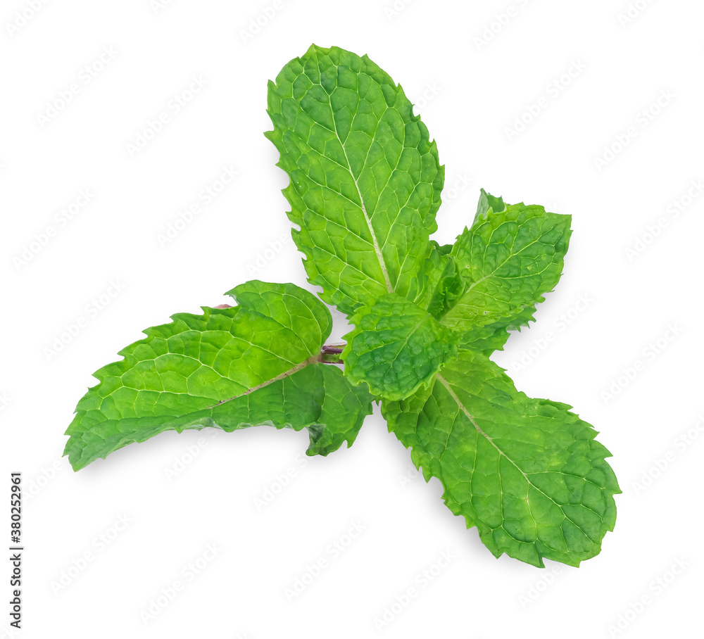 Clipping path. Mint leaves isolated on white background. Clipping path. Mint leaves isolated on white background.