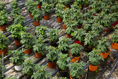 Picture of seedlings of tomatoes growing in pots in hothouse