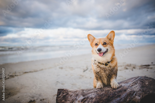 Happy welsh corgi pembroke dog on a beach,, sunny day © Justyna